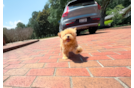 Maltipoo Pup Being Cute