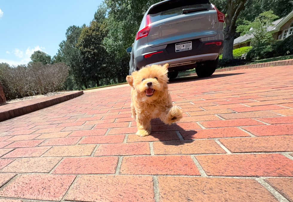 Maltipoo Pup Being Cute