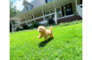 Cute Maltipoo Poodle Mix Pup