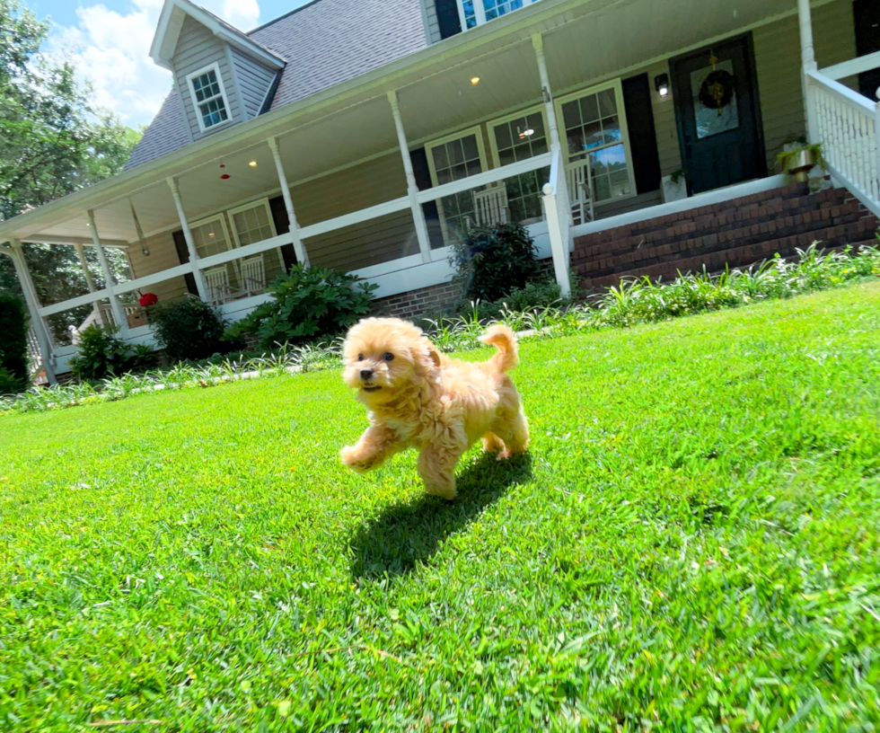 Cute Maltipoo Poodle Mix Pup