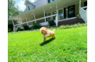 Best Maltipoo Baby
