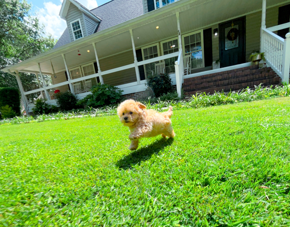 Best Maltipoo Baby