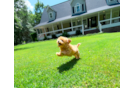 Cute Maltipoo Poodle Mix Pup