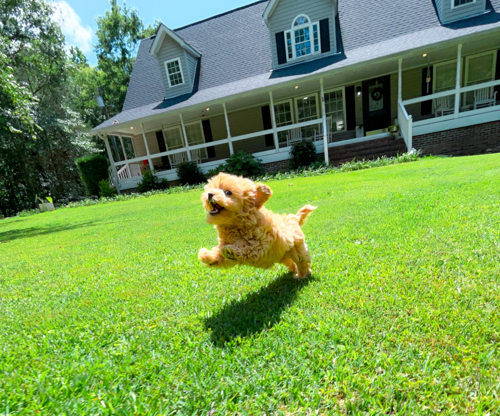 Cute Maltipoo Poodle Mix Pup