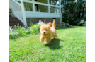 Cute Malt a Poo Poodle Mix Puppy