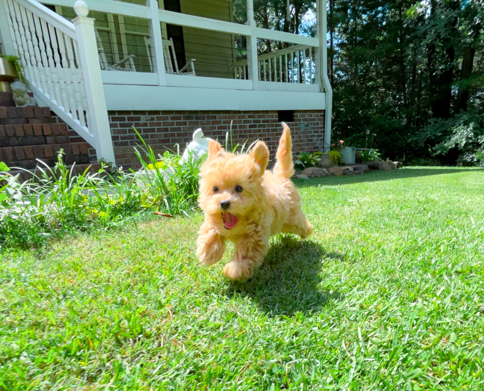 Cute Malt a Poo Poodle Mix Puppy