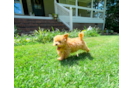 Cute Malt a Poo Poodle Mix Puppy