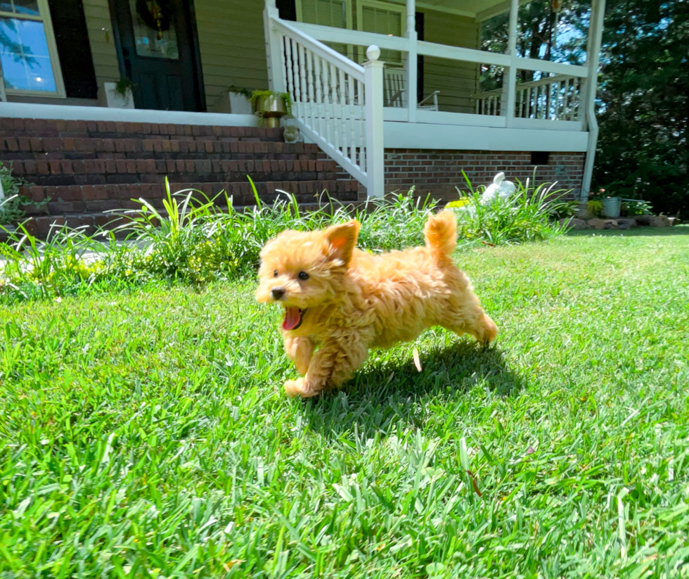 Cute Malt a Poo Poodle Mix Puppy