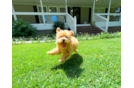 Maltipoo Puppy for Adoption