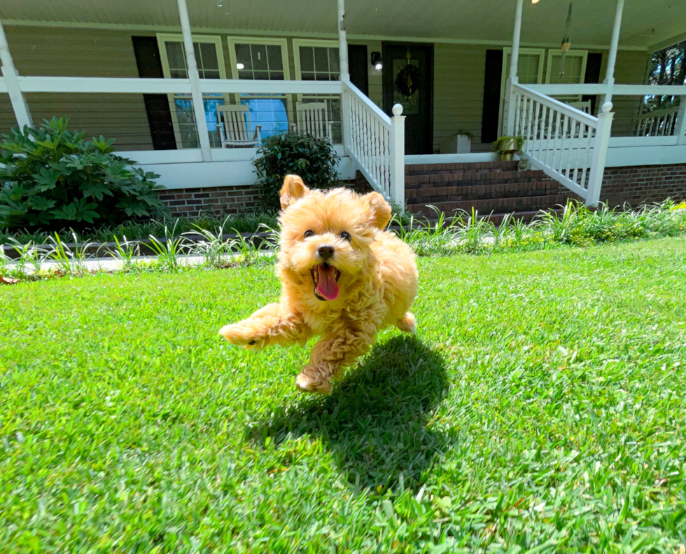 Maltipoo Puppy for Adoption