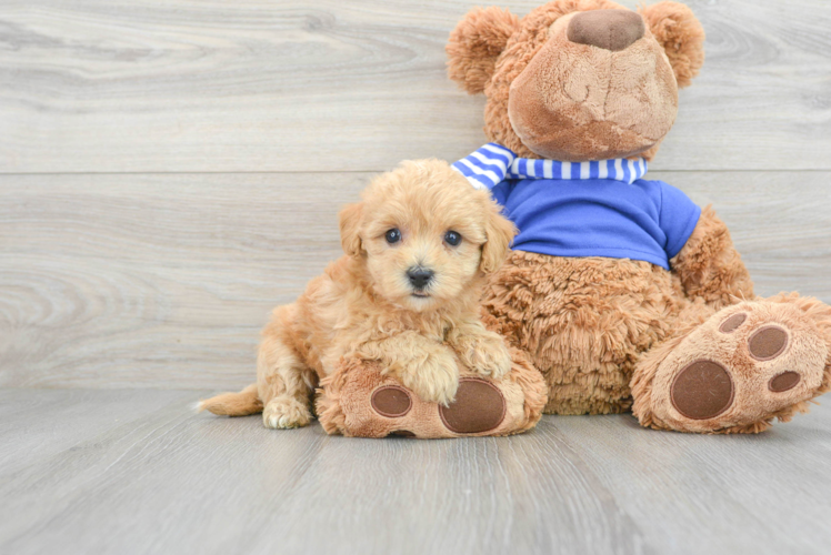 Cute Maltipoo Baby