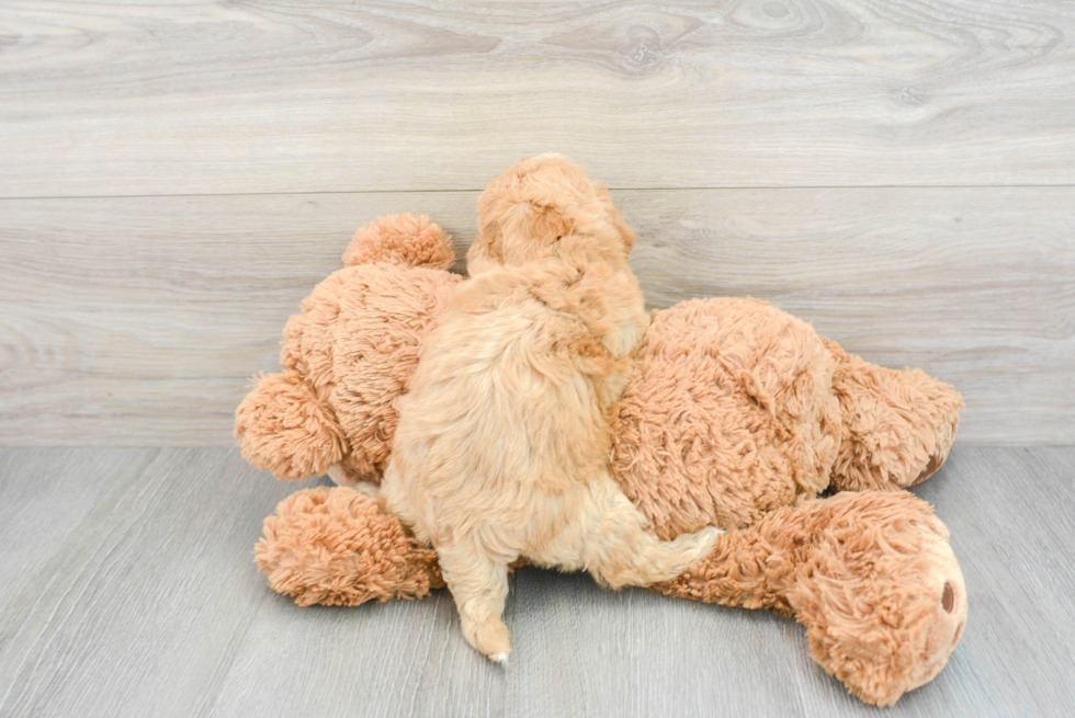 Maltipoo Pup Being Cute