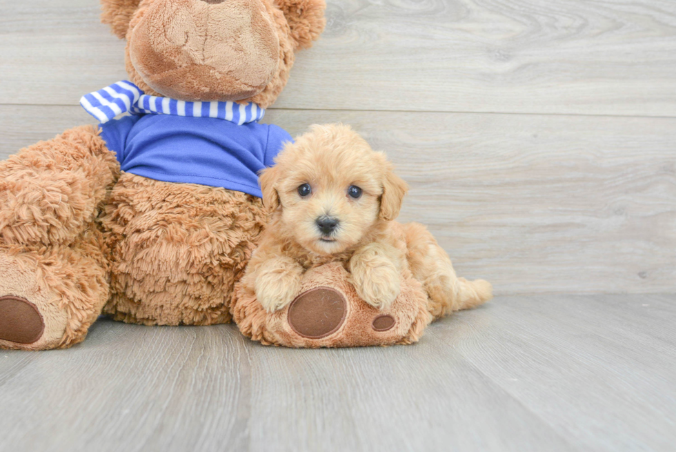 Energetic Maltepoo Poodle Mix Puppy