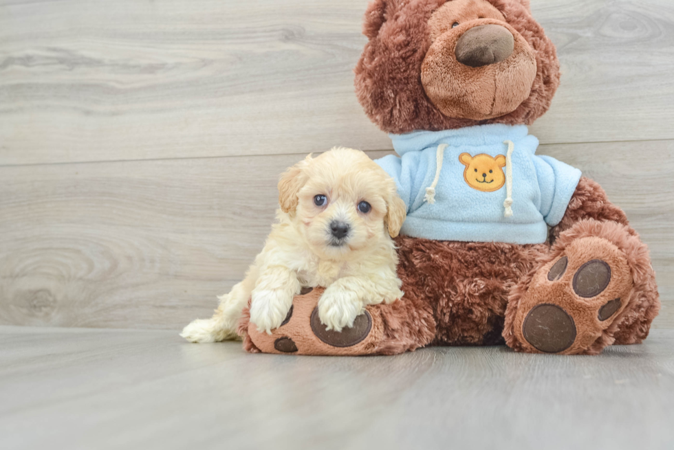 Adorable Malt Oodle Poodle Mix Puppy