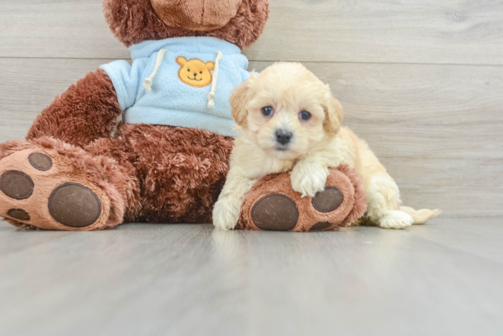 Adorable Maltidoodle Poodle Mix Puppy