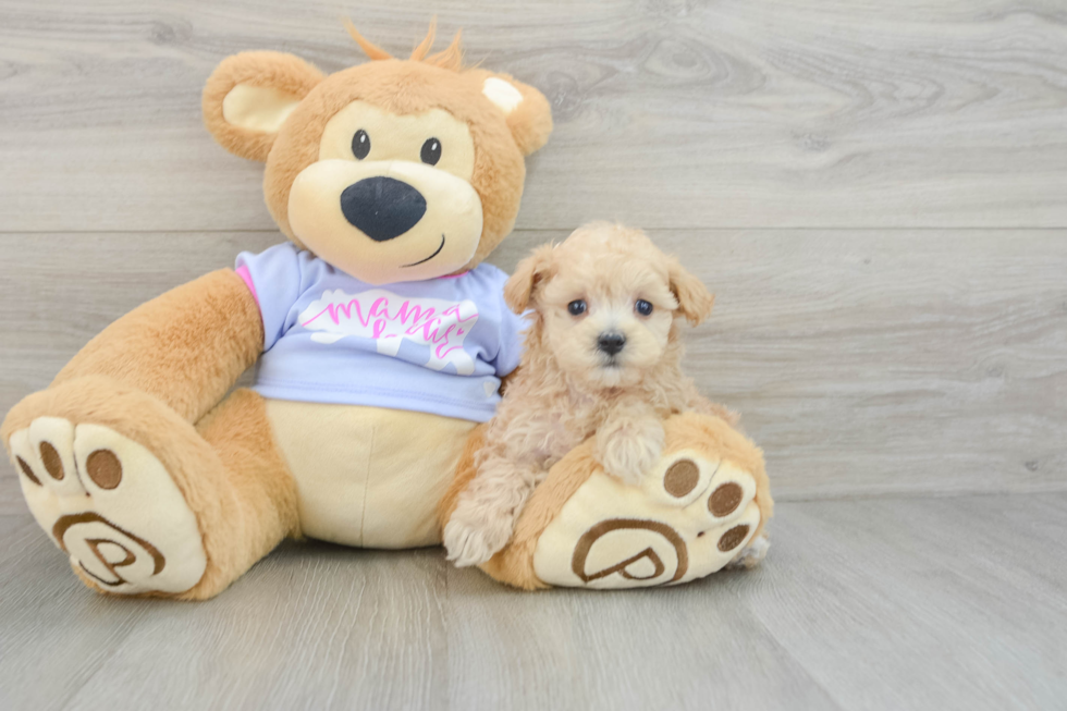 Energetic Maltepoo Poodle Mix Puppy