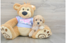 Smart Maltipoo Poodle Mix Pup