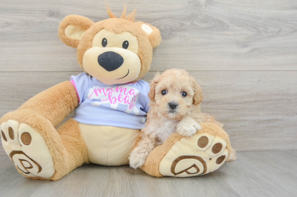 6 week old Maltipoo Puppy For Sale - Simply Southern Pups