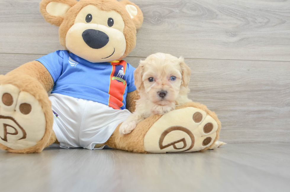 7 week old Maltipoo Puppy For Sale - Simply Southern Pups