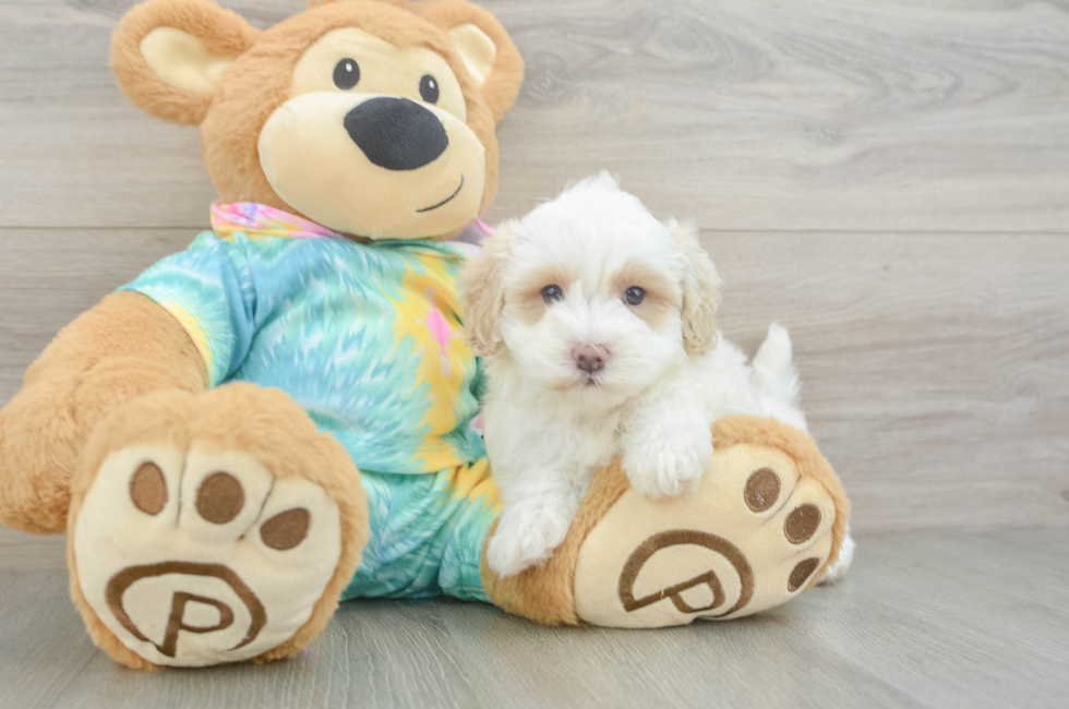 5 week old Maltipoo Puppy For Sale - Simply Southern Pups
