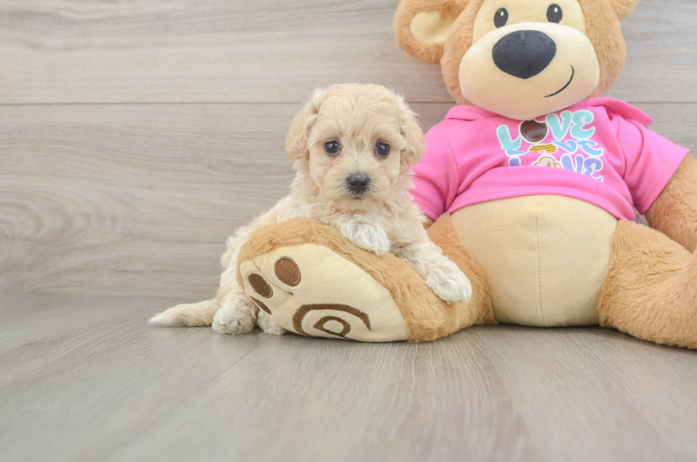7 week old Maltipoo Puppy For Sale - Simply Southern Pups