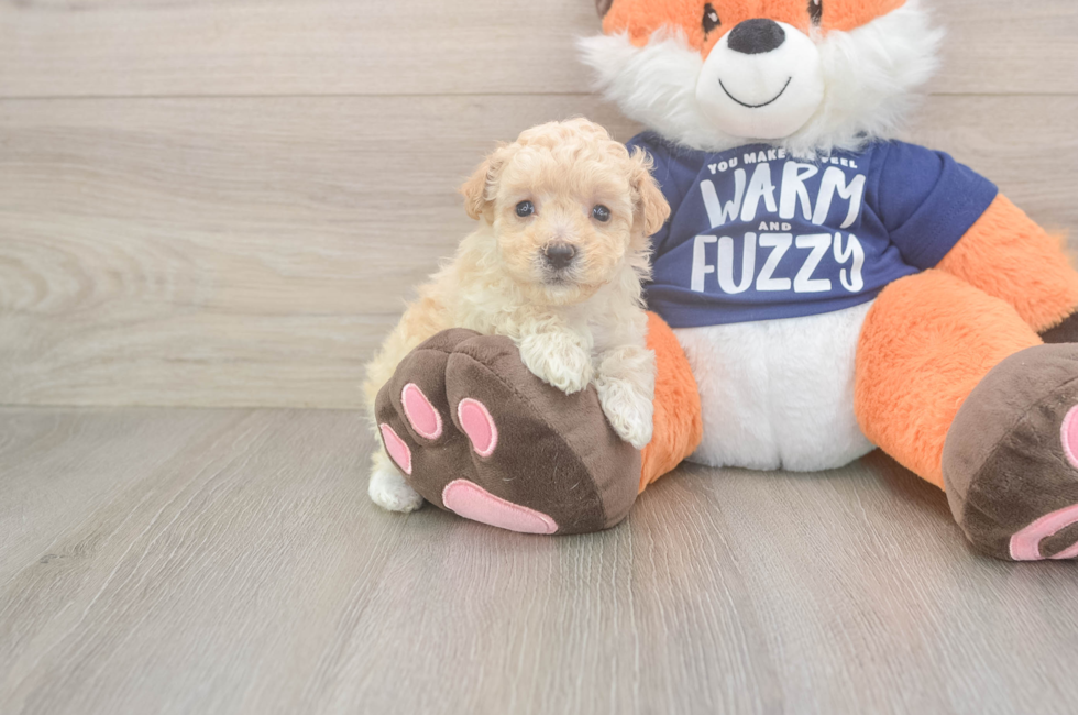 7 week old Maltipoo Puppy For Sale - Simply Southern Pups