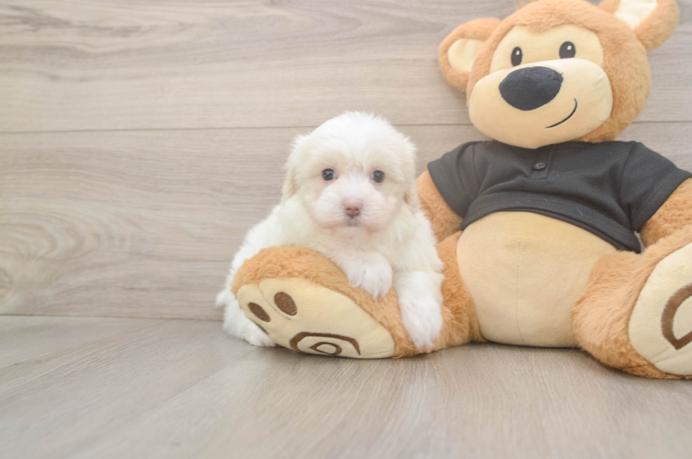 5 week old Maltipoo Puppy For Sale - Simply Southern Pups