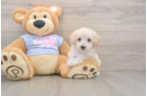 Funny Maltipoo Poodle Mix Pup