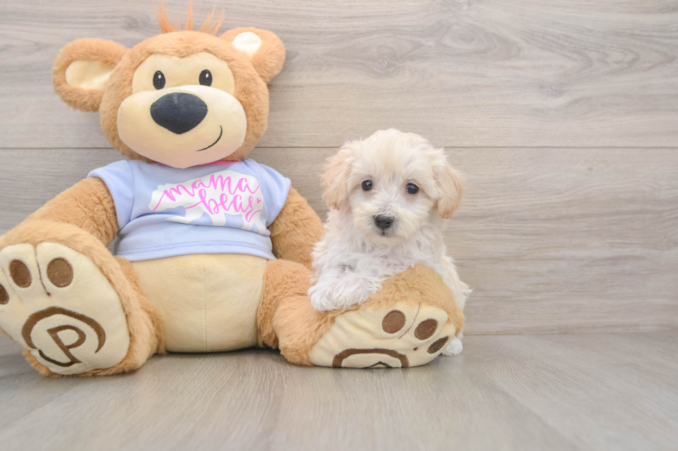 Funny Maltipoo Poodle Mix Pup