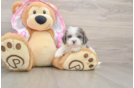 Maltipoo Puppy for Adoption