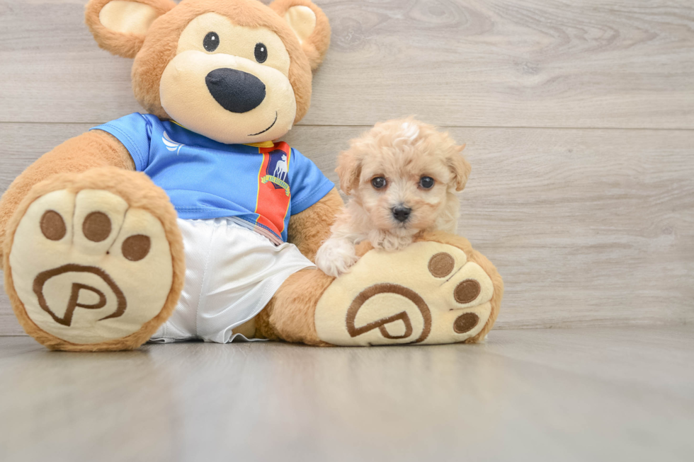 Maltipoo Puppy for Adoption