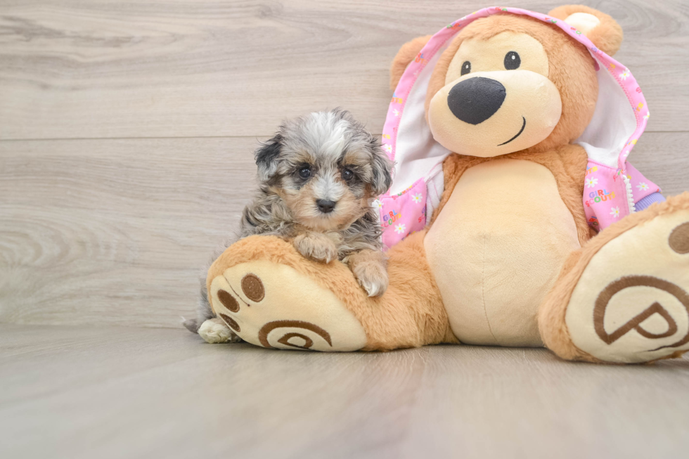 Best Maltipoo Baby