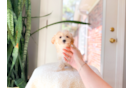 Cute Malt a Poo Poodle Mix Puppy