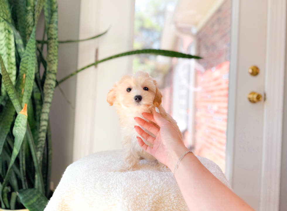 Cute Malt a Poo Poodle Mix Puppy