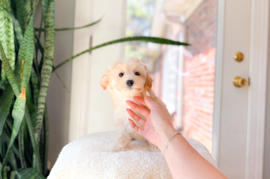 Cute Malt a Poo Poodle Mix Puppy