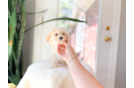 Maltipoo Pup Being Cute