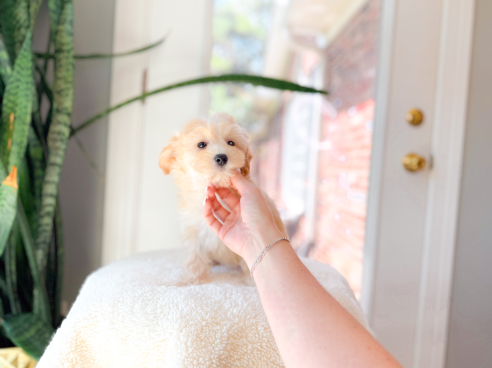 Maltipoo Pup Being Cute