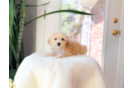 Cute Malt a Poo Poodle Mix Puppy
