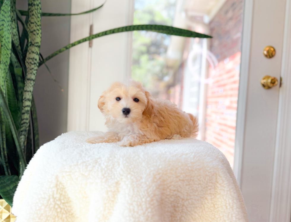 Cute Malt a Poo Poodle Mix Puppy