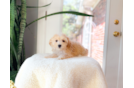 Cute Maltipoo Baby