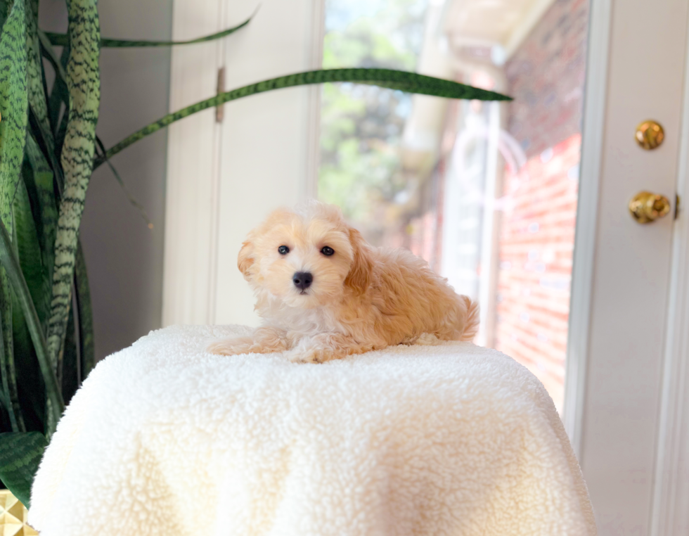 Cute Maltipoo Baby