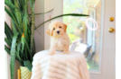 Cute Malt a Poo Poodle Mix Puppy