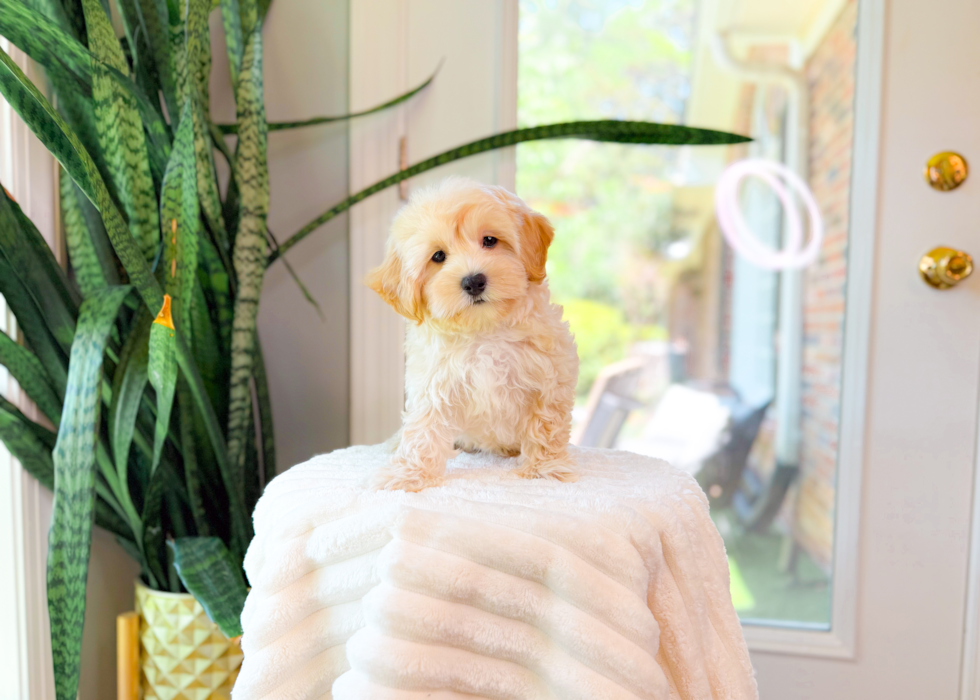 Cute Malt a Poo Poodle Mix Puppy