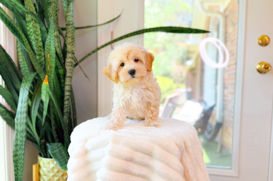 Cute Malt a Poo Poodle Mix Puppy