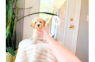 Maltipoo Puppy for Adoption