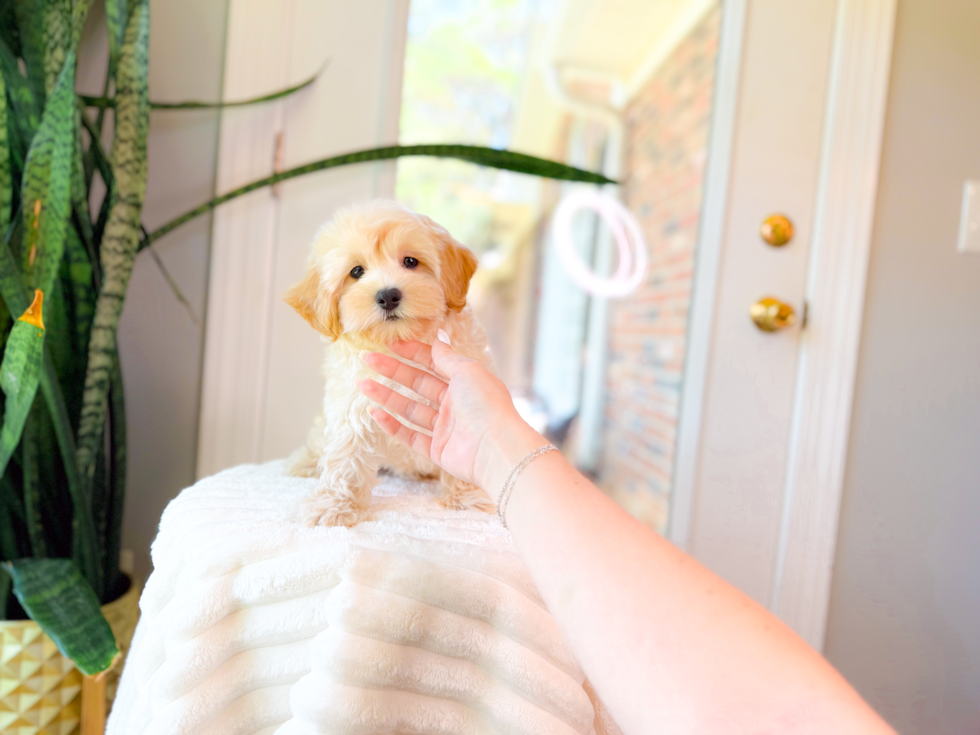 Maltipoo Puppy for Adoption