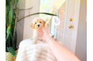 Best Maltipoo Baby