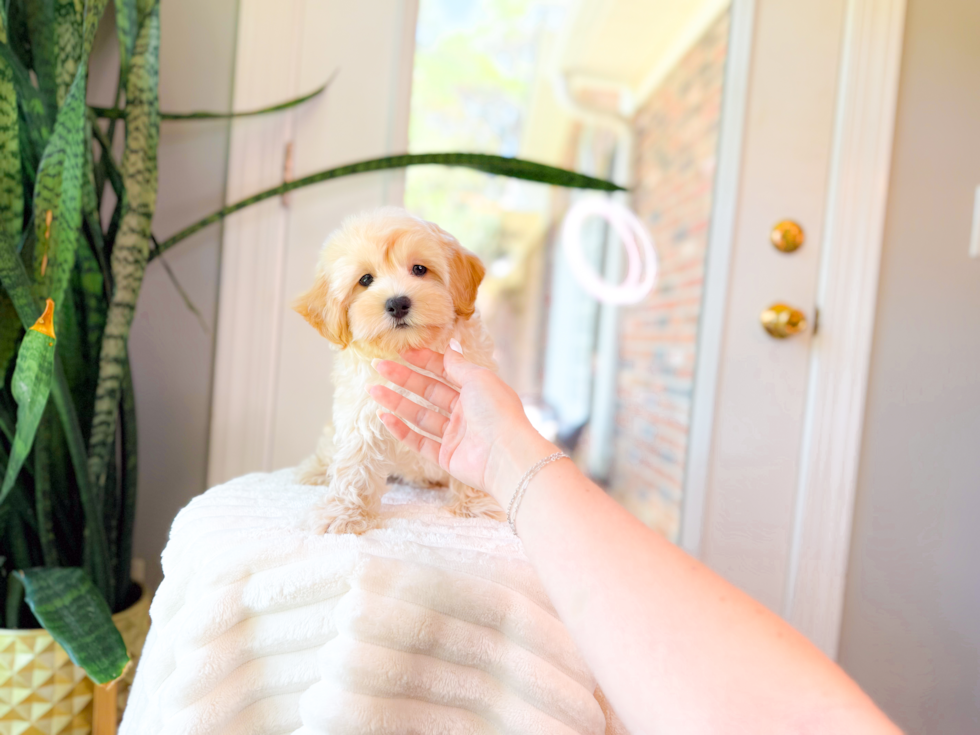 Best Maltipoo Baby