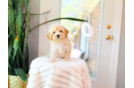 Cute Maltipoo Poodle Mix Pup