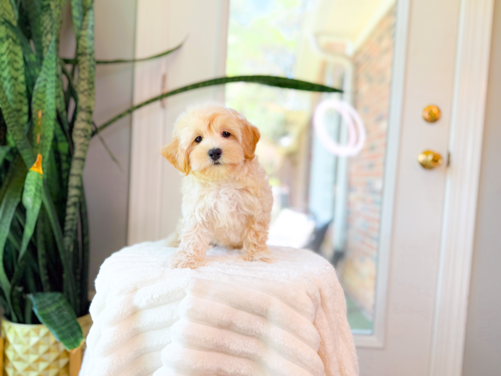Cute Maltipoo Poodle Mix Pup